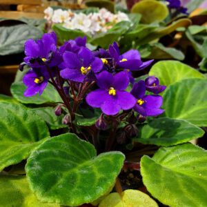 African Violet, 4" Pot