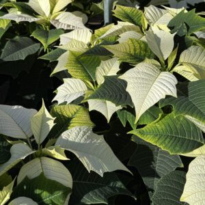 Alaska White Poinsettia, 10" Pot