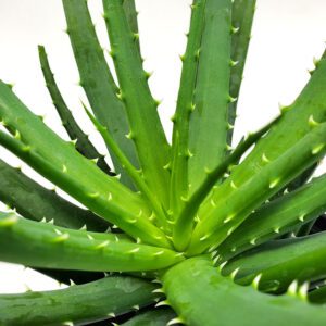 Aloe Vera, 4" Pot