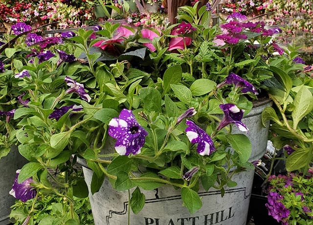 a summer planter the needs full sun