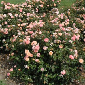Apricot Drift Rose