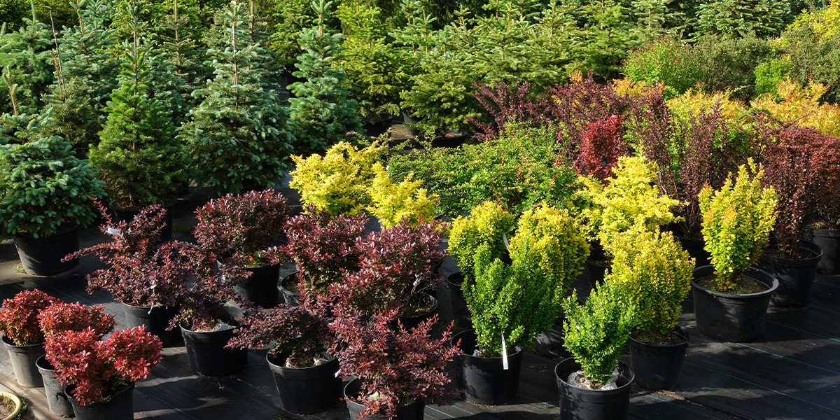 assorted shrubs in nursery-Platt Hill Nursery-Chicago
