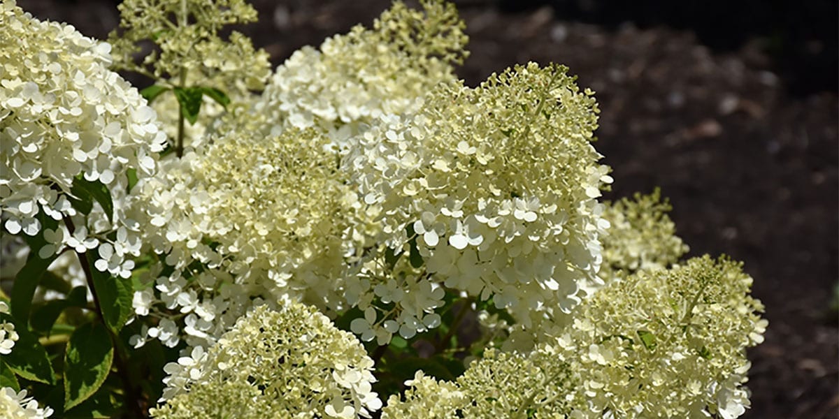 Hydrangea