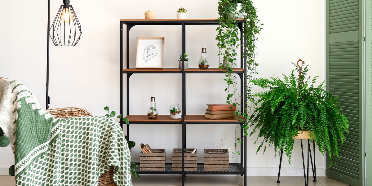 boston fern indoor plant- Platt Hill Nursery- Chicago