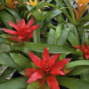 Bromeliad, 6" Pot