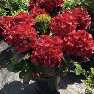 A Cherry-Go-Round Hydrangea with vibrant, rounded clusters of rich cherry-red flowers, set against lush green foliage, creating a bold and eye-catching display throughout the blooming season.