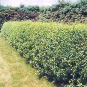 Cheyenne Privet