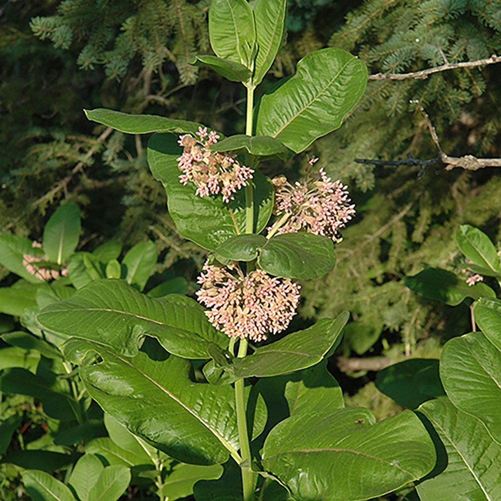 a plant with many flowers