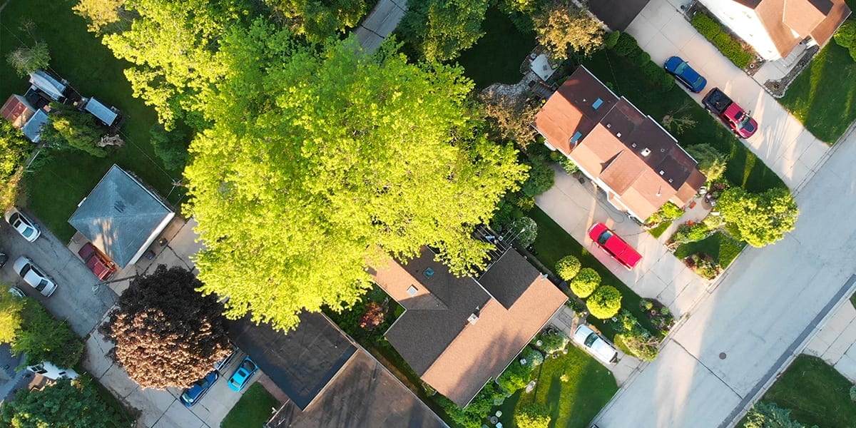 cool shade trees aerial view