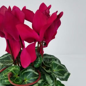 Cyclamen, 6" Pot