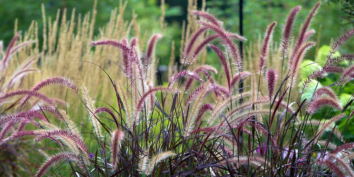design-essentials-container-gardening-purple-fountain-grass