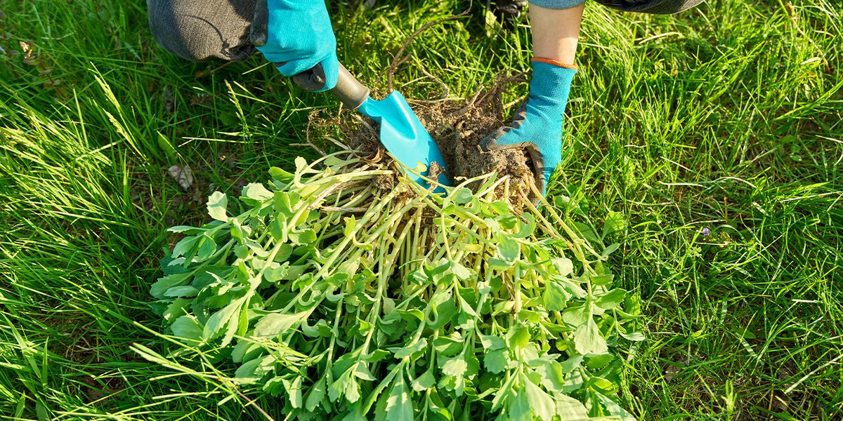 dividing perennial plants- Platt Hill Nursery- Chicago