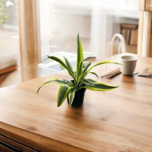 Dracaena, 6" Pot