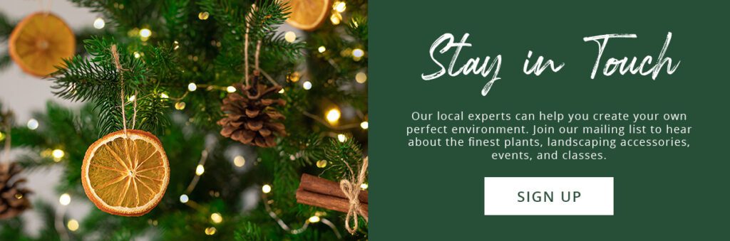 dried orange slices ornament-newsletter subscribe button-Platt Hill Nursery-Chicago