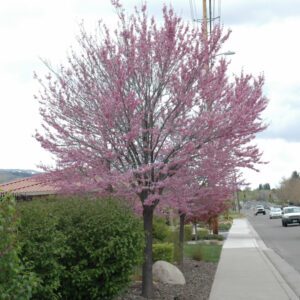 Eastern Redbud Multistem