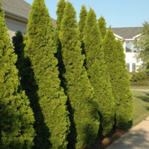 Emerald Green Arborvitae - Evergreen Privacy Tree
