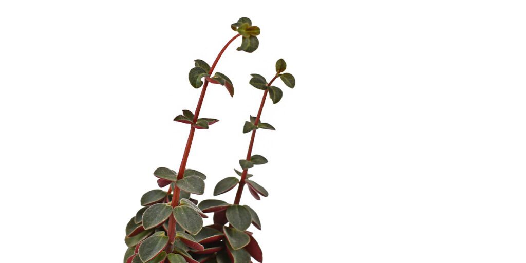 Etiolation of succulent- Platt Hill Nursery- Chicago