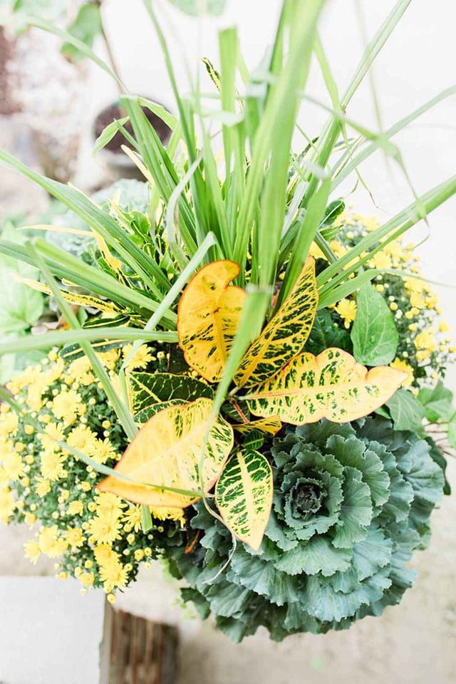 a fall planter with lemon grass, ivy, mums, crotons, and red cabbage