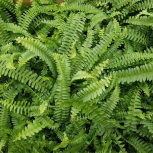 Fern Houseplant, 4" Pot