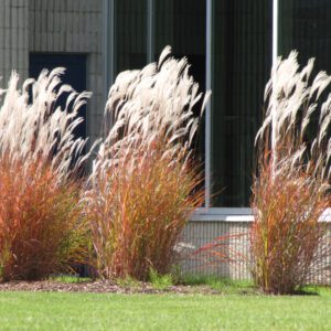 Flame Grass