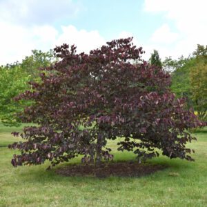 Forest Pansy Redbud