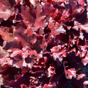 Forever Red Coral Bells.