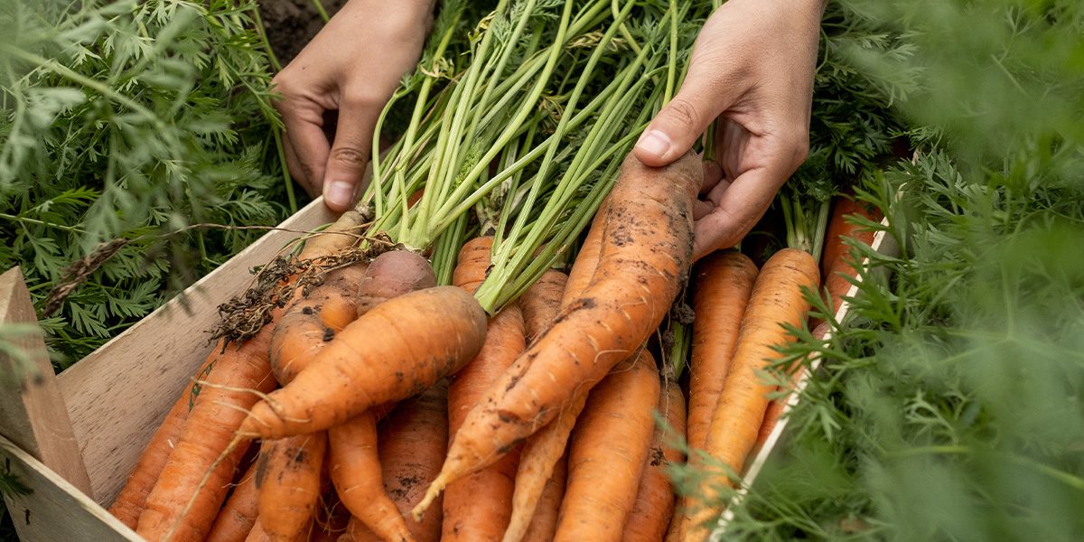 harvesting fall carrots - Platt Hill Nursery-Chicago
