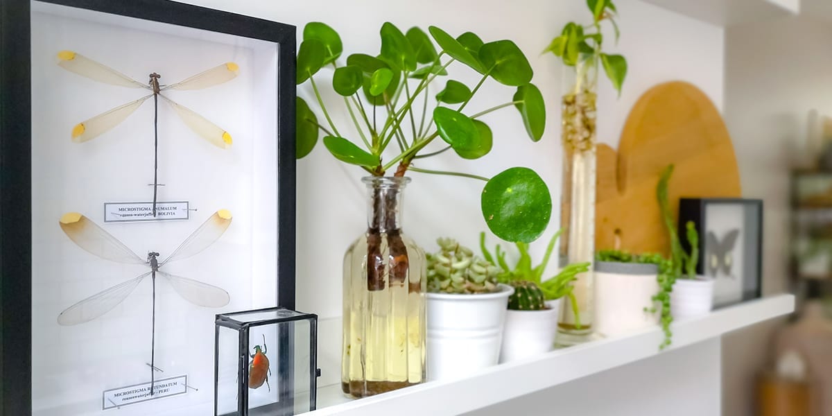 houseplants-as-living-decor-chinese-money-plant