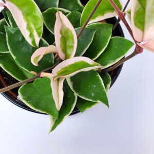 Hoya Plants, 4" Pot