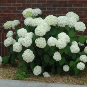 An Incrediball Hydrangea shrub with massive, round clusters of bright white flowers that mature to soft green, supported by sturdy stems and lush green foliage, creating a striking and reliable garden feature.