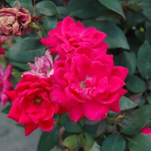 Double Red Knock Out® Rose