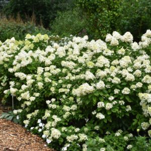 A Limelight Prime Hydrangea tree with cone-shaped clusters of white flowers that transition to soft pink and lime green hues, set against lush green foliage.