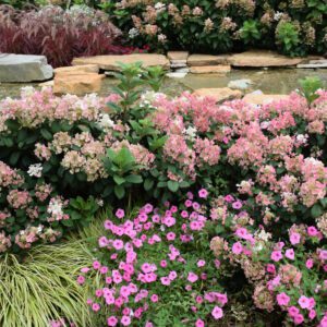 Little Quick Fire Hydrangea