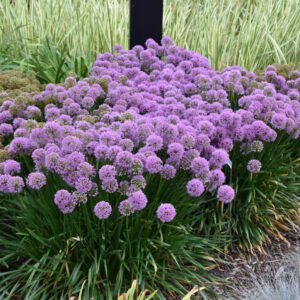Millenium Ornamental Onion landscape