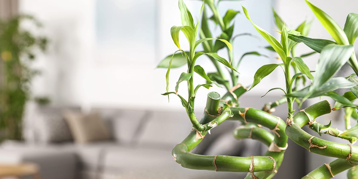 new-year-new-houseplants-lucky-bamboo-macro