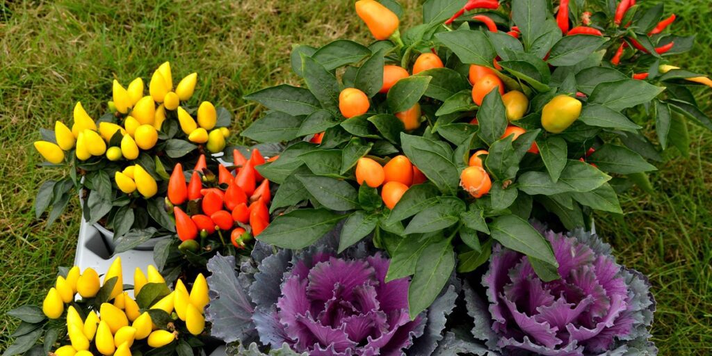 ornamental peppers and kale from Platt Hill Nursery