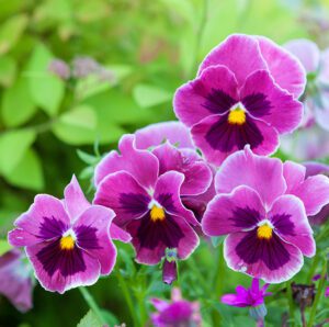 pansy flowers - Platt Hill Nursery-Chicago