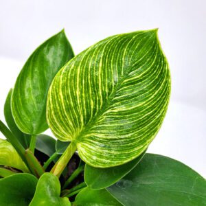 Philodendron Birkin, 6" Pot