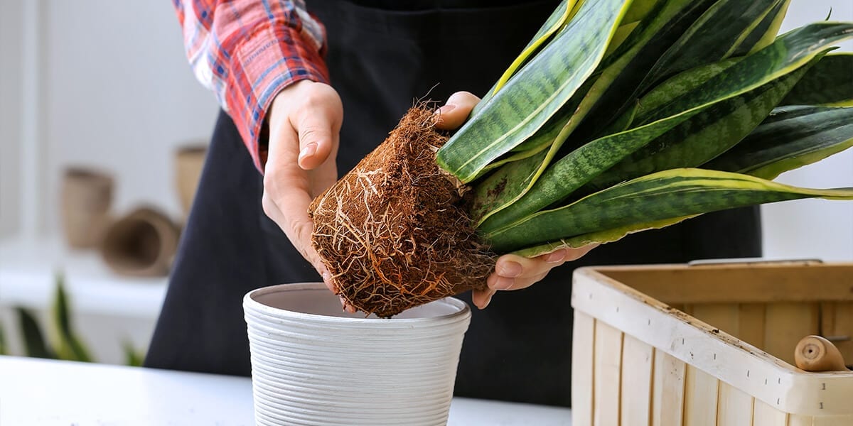 platt-hill-advanced-houseplant-care-person-repotting-sansevieria
