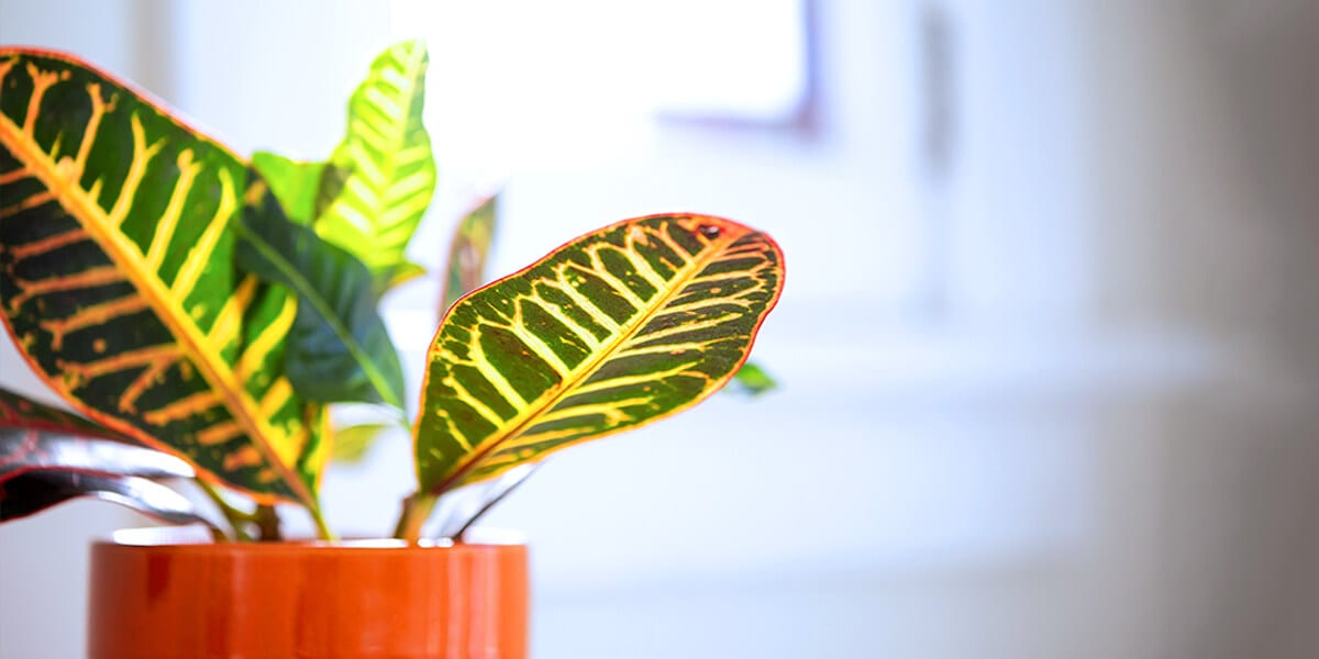 platt hill best tropical patio houseplant croton leaves in bright light