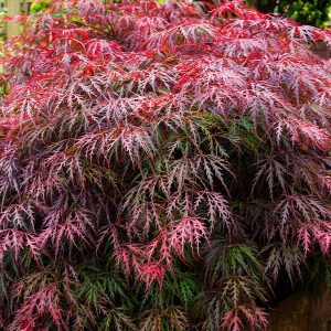 platt hill caring for japanese maples tamukeyama mound tree
