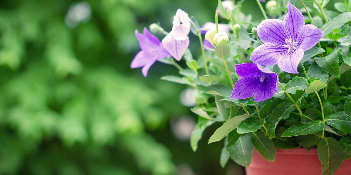 platt hill garden popular perennials balloon flower in pot