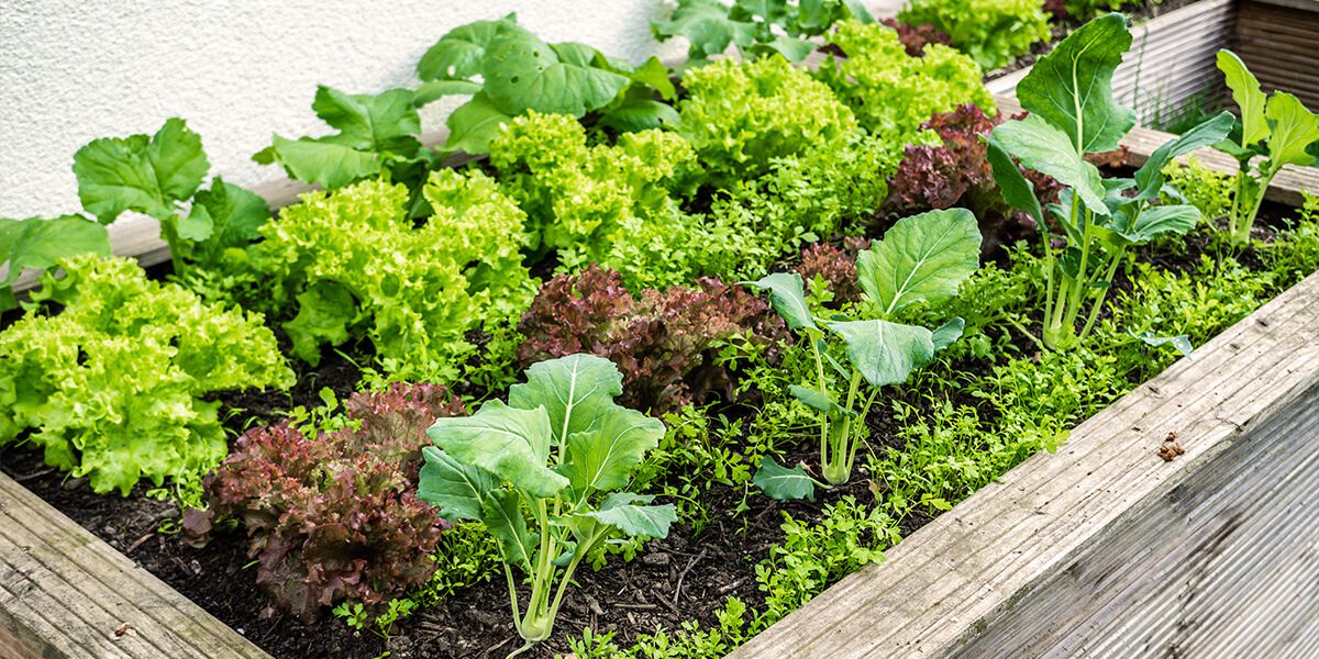 platt hill garden vegetables fruits for beginners lettuce leafy greens