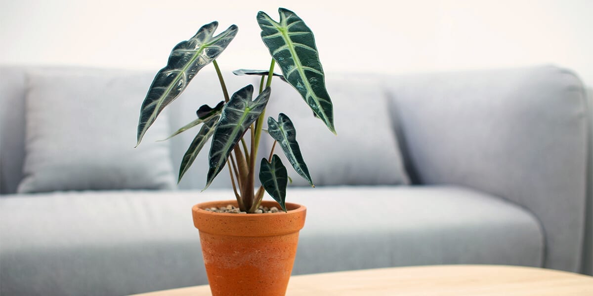 platt-hill-hottest-houseplants-2021-alocasia-on-table