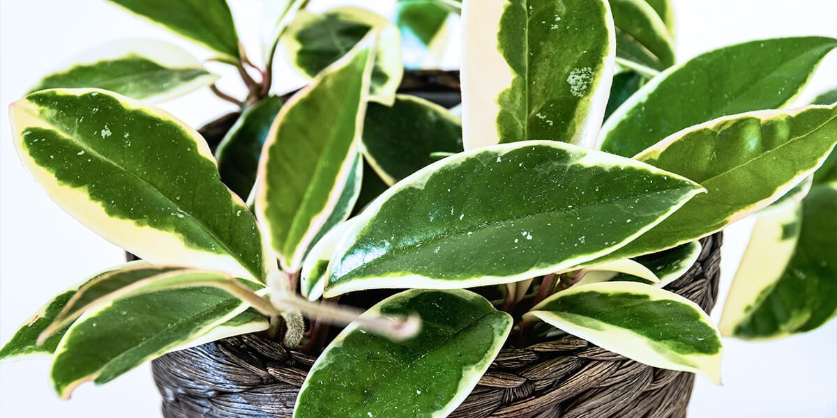 Lush variegated Hoya plant with vibrant green and creamy white leaves, showcasing its unique waxy texture and elegant cascading vines.