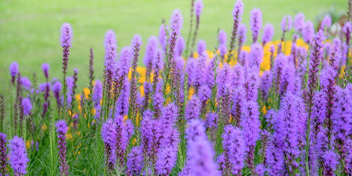 platt-hill-late-blooming-perennials-liatris