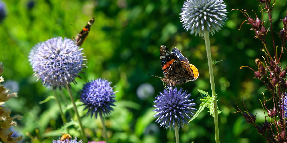 Platt Hill Nursery-Chicago-pollinator thistle plant