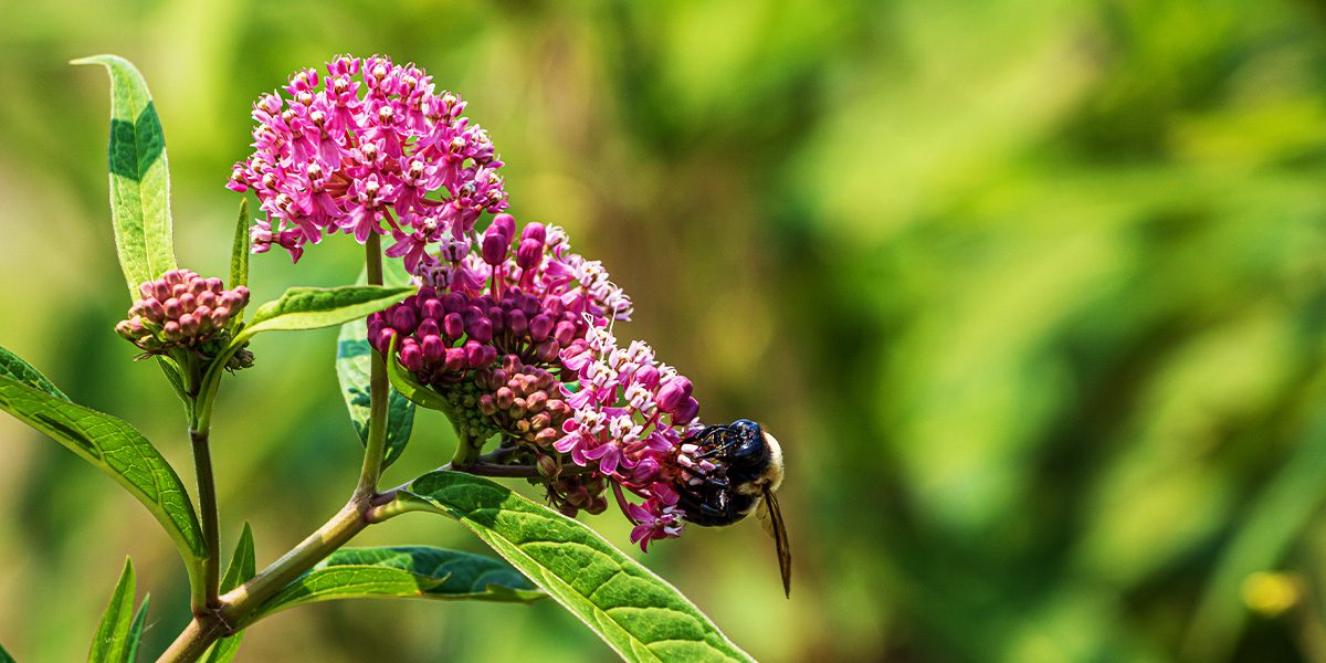 Platt Hill Nursery-Chicago-swamp milkweed bee pollination