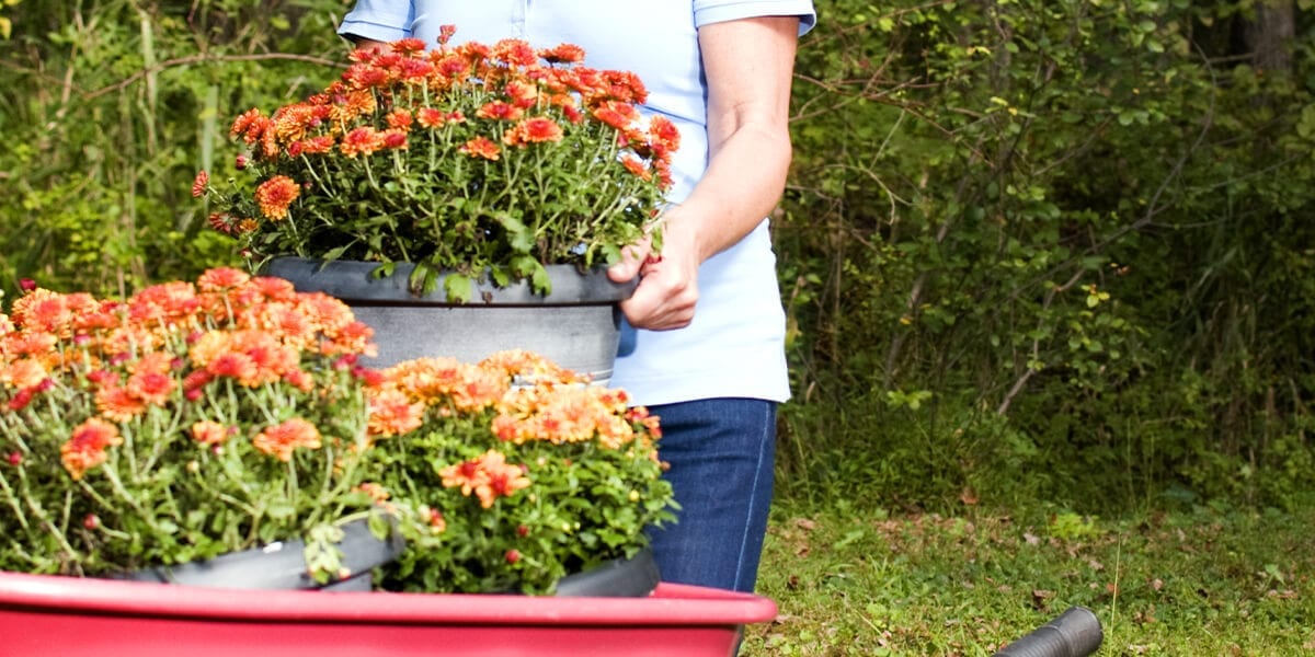 a woman planting mums in her garden