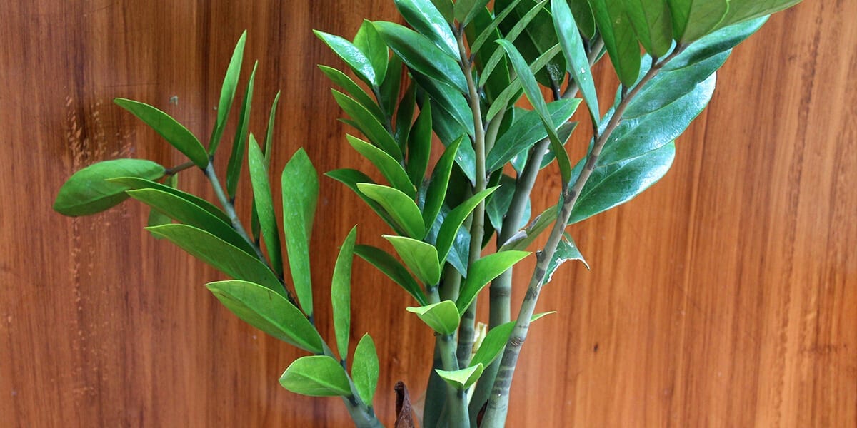 platt hill nursery plants for low light zz plant wood